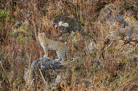 female leopard in Serengeti