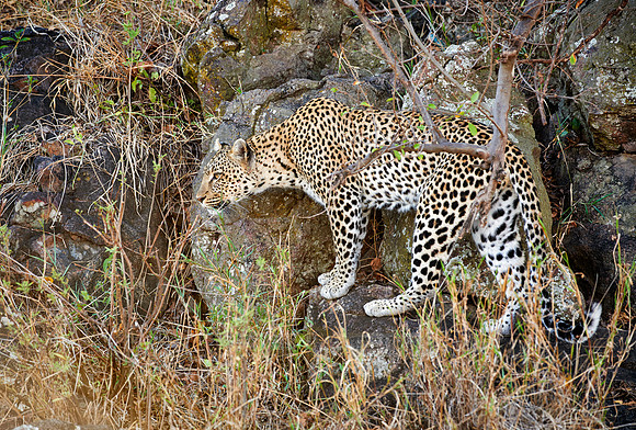 female leopard in Serengeti