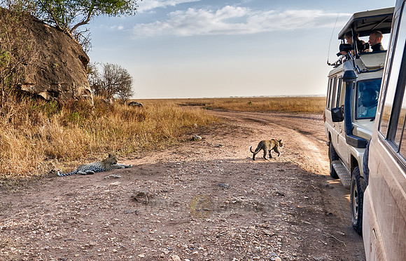 leopard cub playing in Serengeti