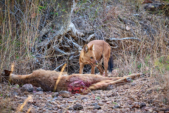 dhole (Cuon alpinus) or indian wild dog on kill