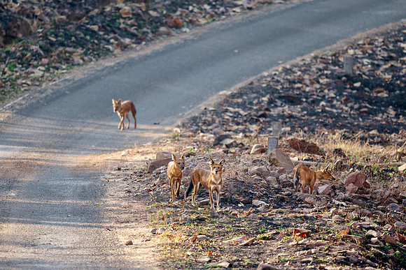 pack of dhole (Cuon alpinus) or indian wild dog