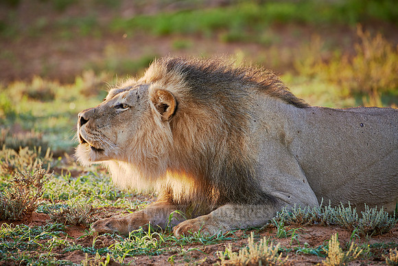 Loewe (Panthera Leo) |male lion (Panthera leo)|