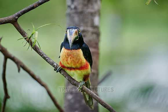 collared aracari (Pteroglossus torquatus)