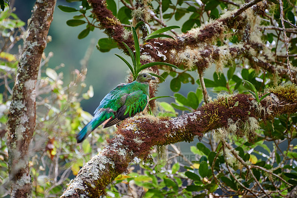 female Resplendent quetzal on a wild avocado tree