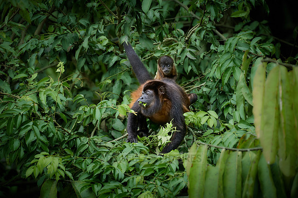 Mantled Howler Monkey feeding with baby on its back
