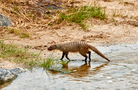 Banded mongoose