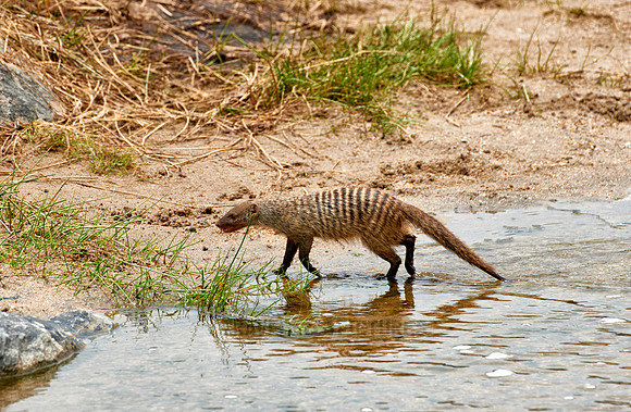 Banded mongoose