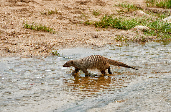 Banded mongoose