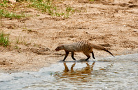 Banded mongoose