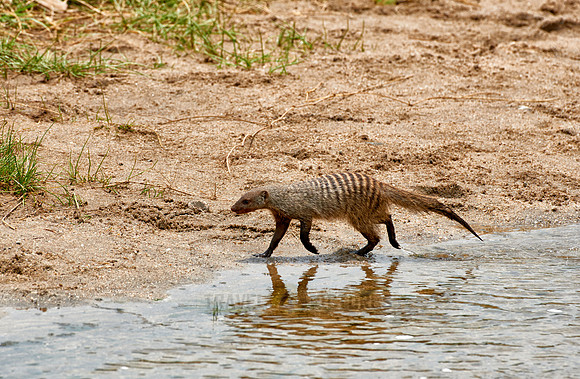 Banded mongoose