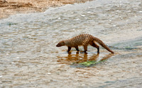 Banded mongoose