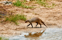 Banded mongoose