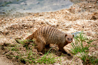 Banded mongoose