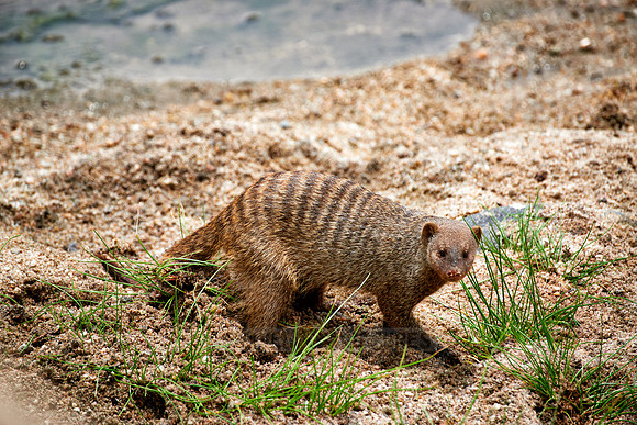 Banded mongoose