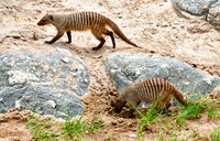 Banded mongoose