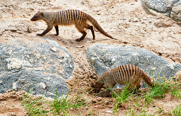Banded mongoose