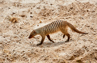 Banded mongoose