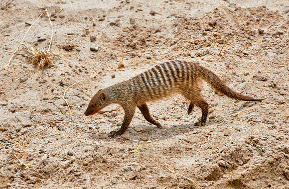 Banded mongoose