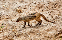 Banded mongoose