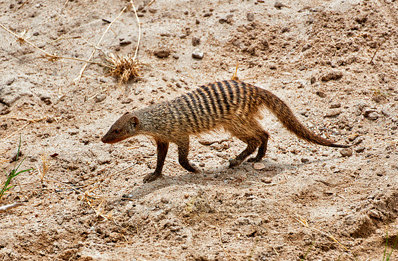 Banded mongoose