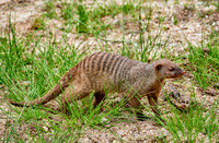 Banded mongoose