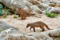 Banded mongoose