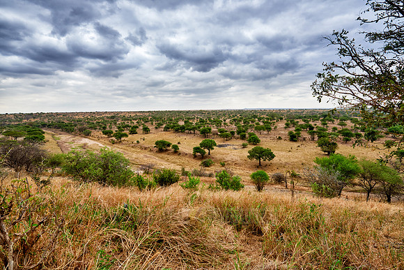landscape in Tarangire National Park