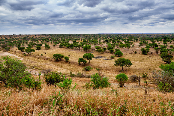 landscape in Tarangire National Park