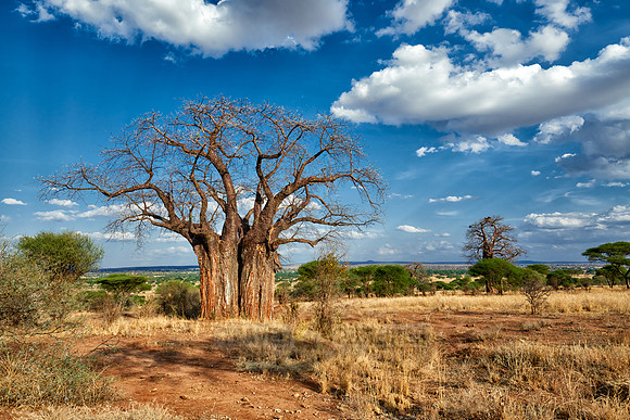 Baobab tree in Tarangire National Park