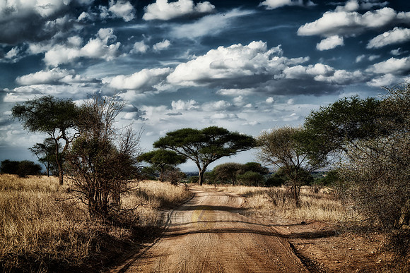 landscape in Tarangire National Park