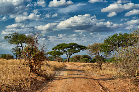 landscape in Tarangire National Park