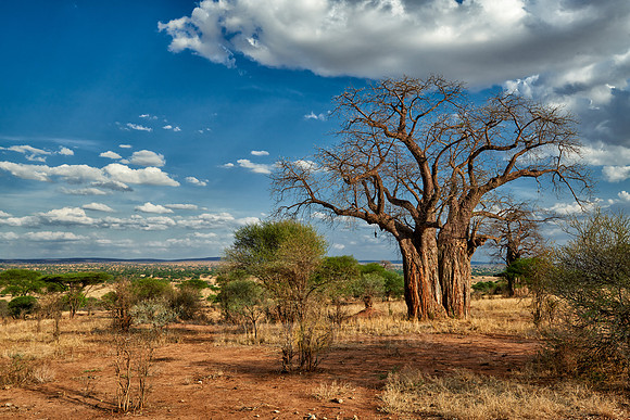 Baobab tree in Tarangire National Park