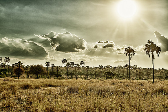 palm trees in landscape of Tarangire National Park