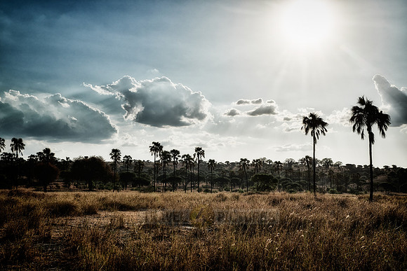 palm trees in landscape of Tarangire National Park