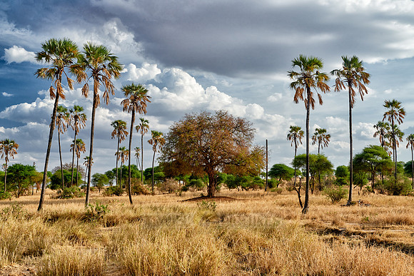 palm trees in landscape of Tarangire