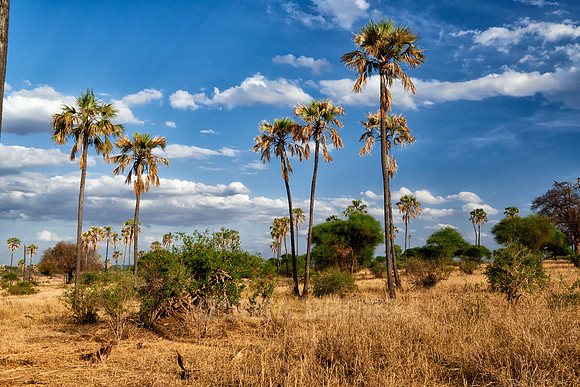 palm trees in landscape of Tarangire