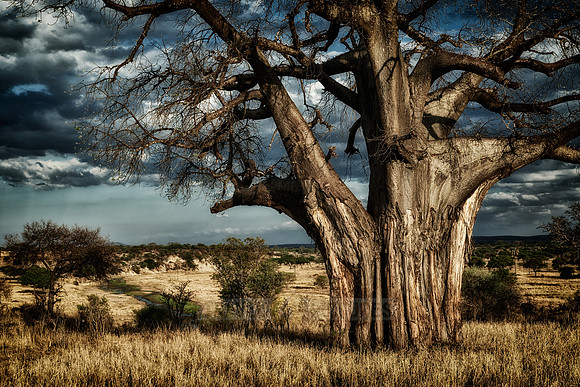 Baobab tree in Tarangire National Park