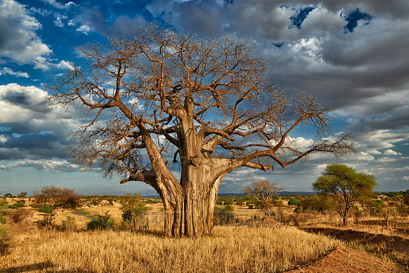 Baobab tree in Tarangire National Park