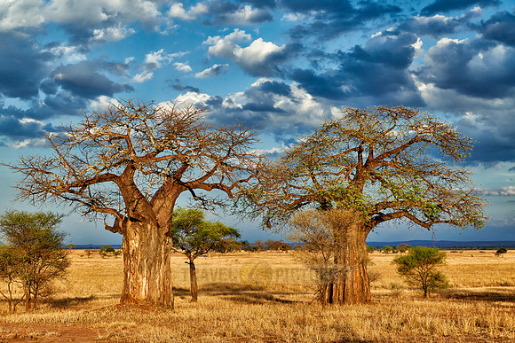 Baobab tree in Tarangire National Park