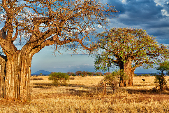 Baobab tree in Tarangire National Park