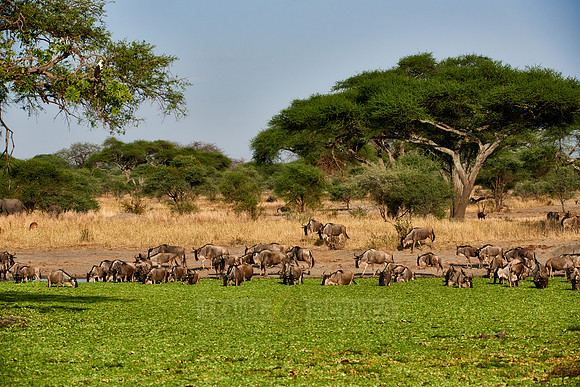 Blue wildebeest at waterhole