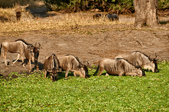 Blue wildebeest at waterhole