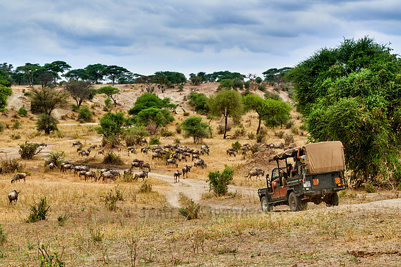 Blue wildebeest and safari car