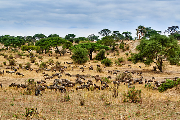 Blue wildebeest in valley