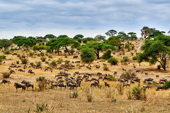 Blue wildebeest in valley