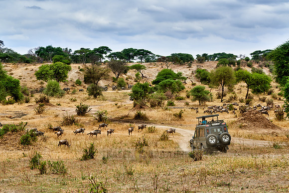 Blue wildebeest and safari car