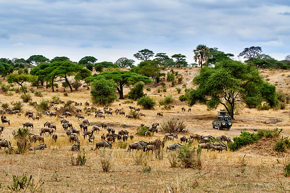 Blue wildebeest and safari car