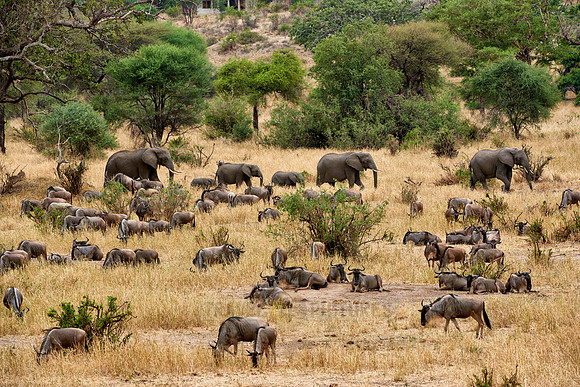 Blue wildebeest and African Elephants