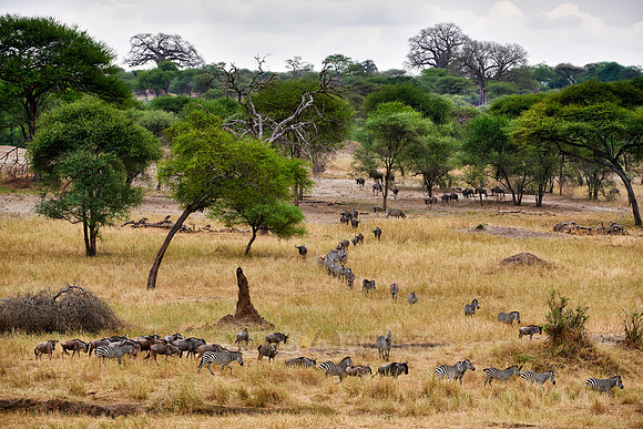 Zebras and blue wildebeests