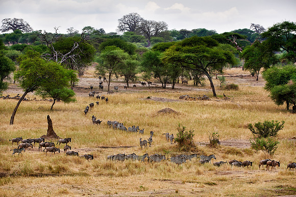 Zebras and blue wildebeests